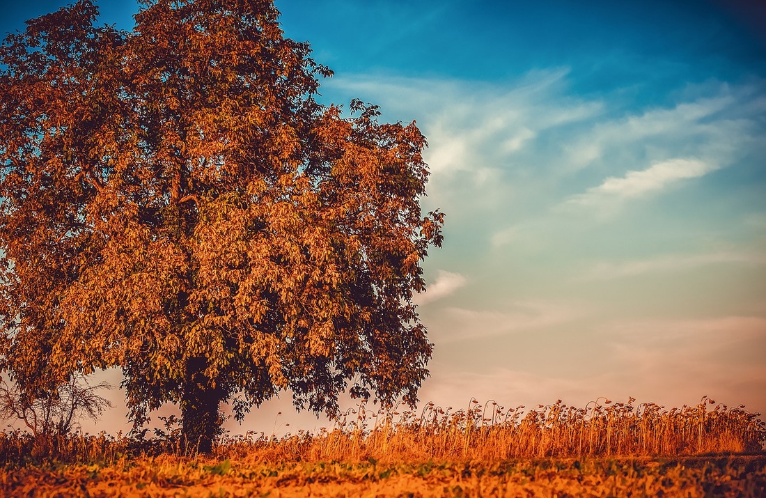 Samotne drzewo na polu podczas jesieni.